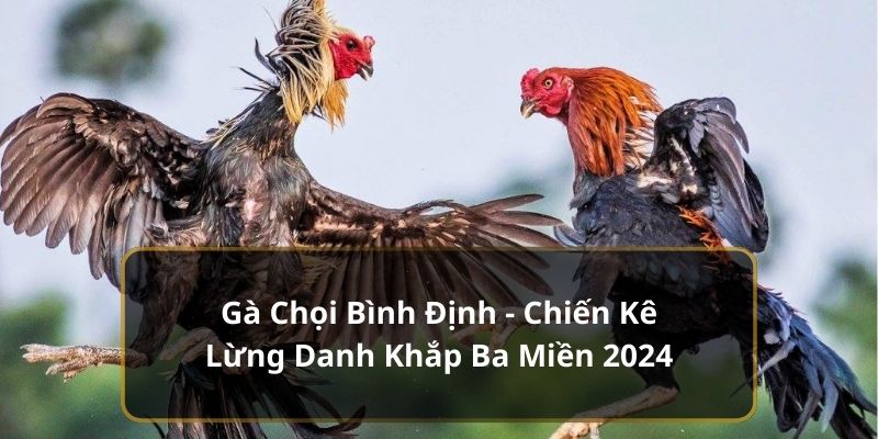 Gà Chọi Bình Định – Chiến Kê nổi danh Khắp Ba Miền