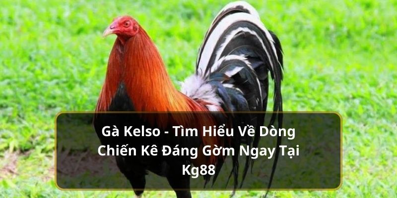 Gà Kelso – Tìm Hiểu Về Dòng Chiến Kê Đáng Gờm Ngay Tại Kg88