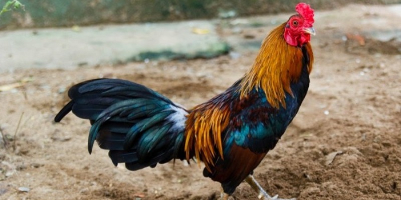 Nét đặc trưng riêng biệt của giống gà được ví như chiến binh thực thụ