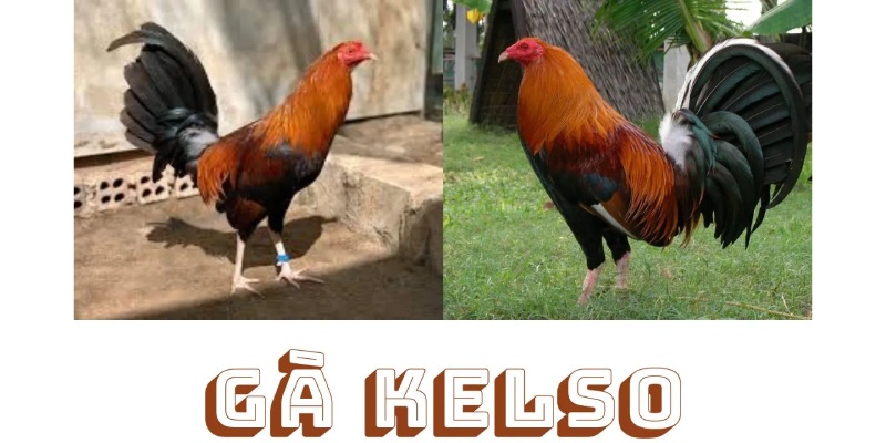 Tìm hiểu xuất xứ lai tạo đặc biệt của giống gà Kelso
